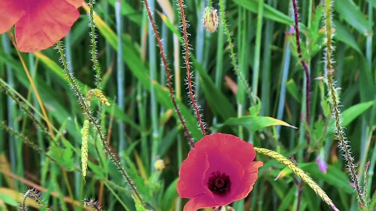 Blumenlied - Gefühlvolle Saxophonballade gepaart mit Naturaufnahmen