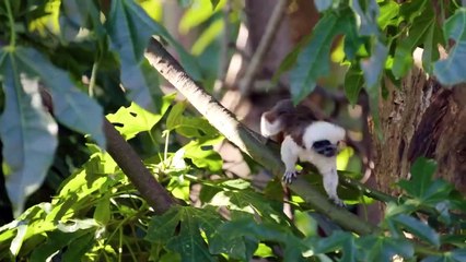 9 Animales Bebés Que Nunca Has Visto en la Vida Real