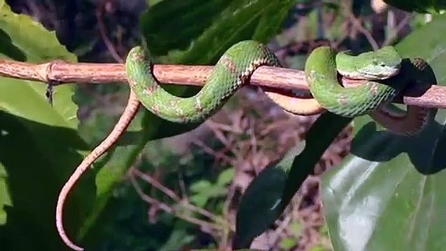 Los Casos Más Increíbles de Animales Salvajes Invadiendo las Casas de las Personas