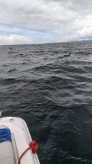 Whales Breaches Near Boat in Castletownbere Harbour
