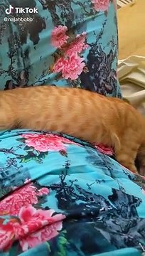 LES MEILLEURS TIK TOK - Tik Tok Arabe #Tunisie #Egypt # Algérie #Maroc (5)