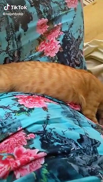 LES MEILLEURS TIK TOK - Tik Tok Arabe #Tunisie #Egypt # Algérie #Maroc  (5)