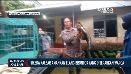 下载视频: BKSDA Kalbar Evakuasi Elang Brontok dari Warga