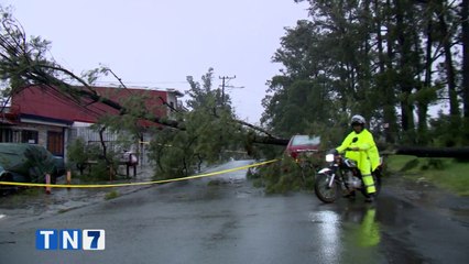 tn7-Árbol cae sobre taxi y se trae abajo el tendido eléctrico-210820