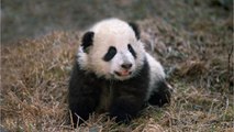 Giant Panda At Smithsonian National Zoo Gives Birth To Healthy Cub