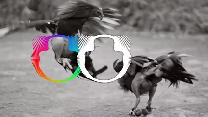 [Rap Bài Ca Con Gà] ✅ GÀ CHỌI VIỆT NAM  ᐈ  Jombe ( G5R) #Cực hay