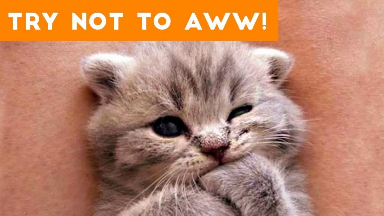 Ultimate Try Not to Aww Compilation of 2017 _ Funny Pet Videos