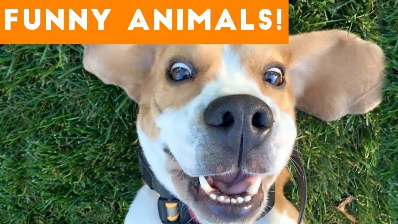 Funniest Pets of the Week Compilation December 2017 _ Funny Pet Videos
