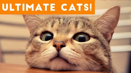 Ultimate FUNNY CAT and KITTEN Compilation of 2017 _ Funny Pet Videos
