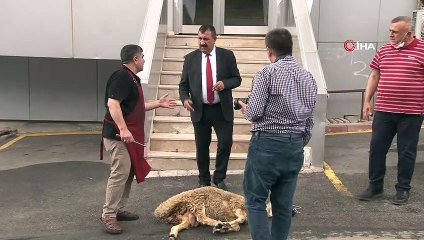 TÜDKİYEB’den doğalgaz müjdesi için şükür kurbanı