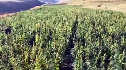 Van'da 1 milyon 560 bin 57 kök Hint keneviri ele geçirildi