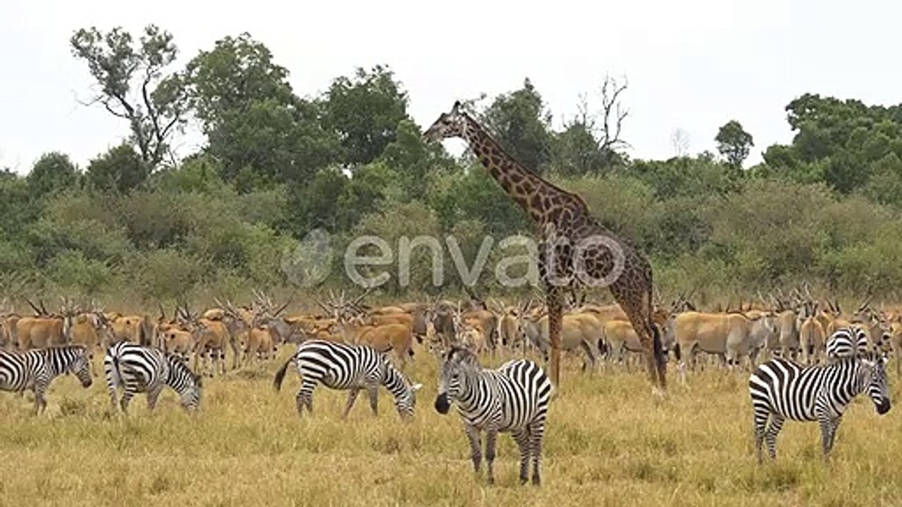 Animals