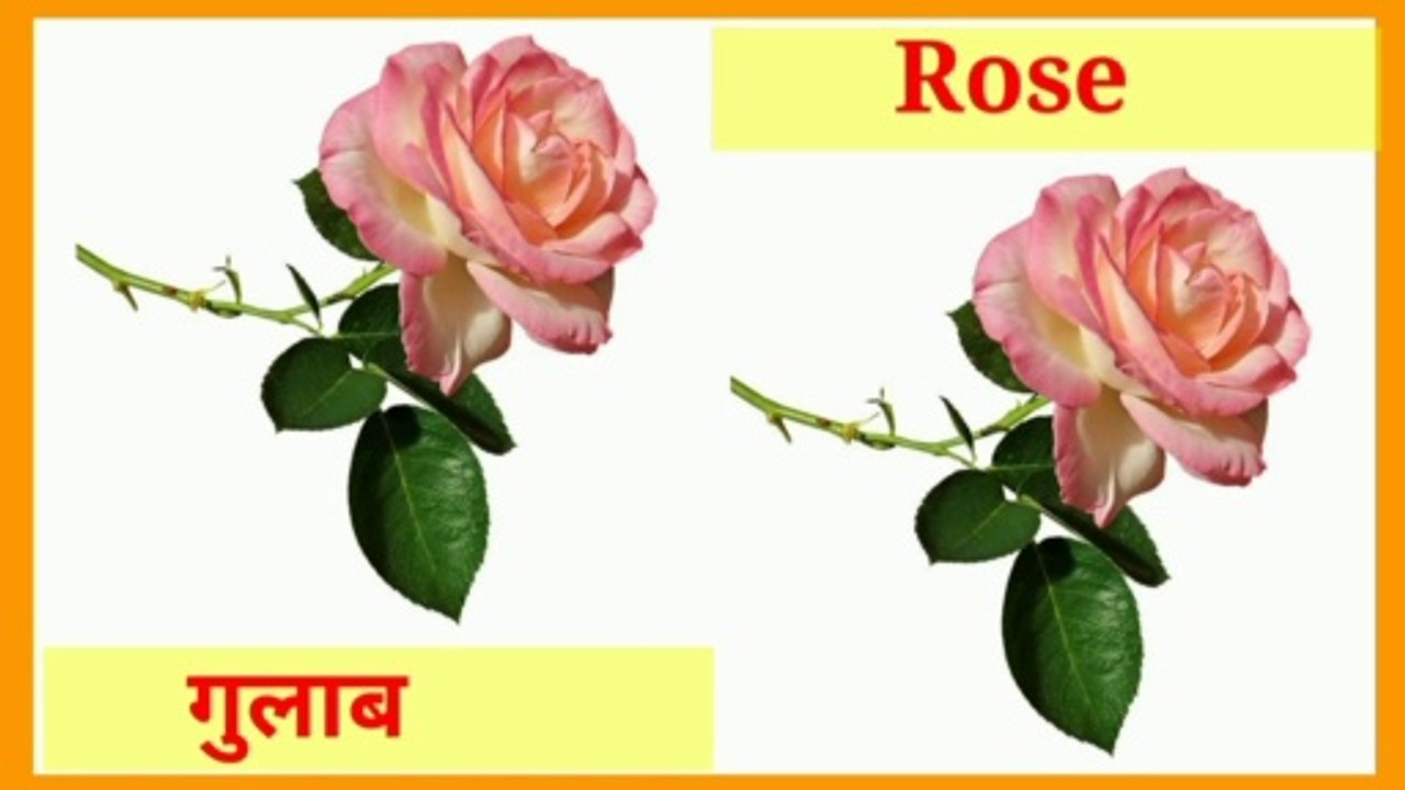 Learn Flowers Name in English & Hindi |  फूलों के नाम | Flowers Names | Name of Flowers