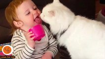 Cats And Babies Most Crazy Cats Annoying Babies 4 Funny Babies And Pet