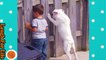 Funniest Moment Between Babies And Dogs 6 Funny Babies And Pets