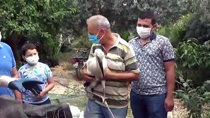 Mersin'de göç yolunda yorgun düşen leyleğe yardım eli