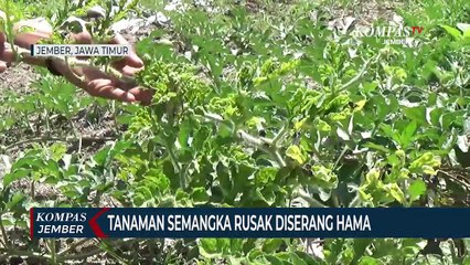 下载视频: Tanaman Semangka Rusak Diserang Hama, Petani Gagal Panen dan Rugi