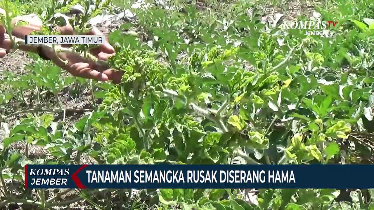 Tanaman Semangka Rusak Diserang Hama, Petani Gagal Panen dan Rugi