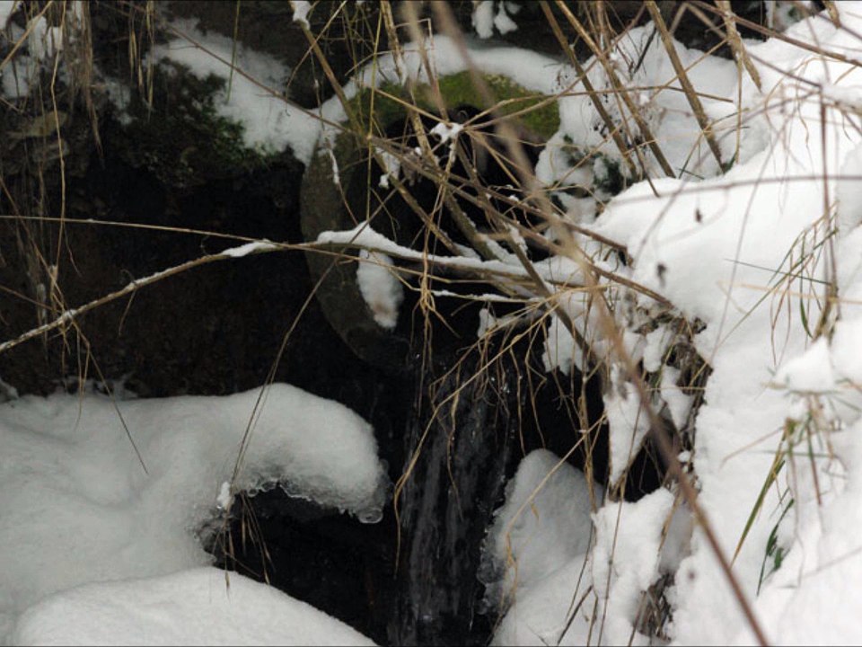 Ballade en Halatte sous la neige - Janvier 2013