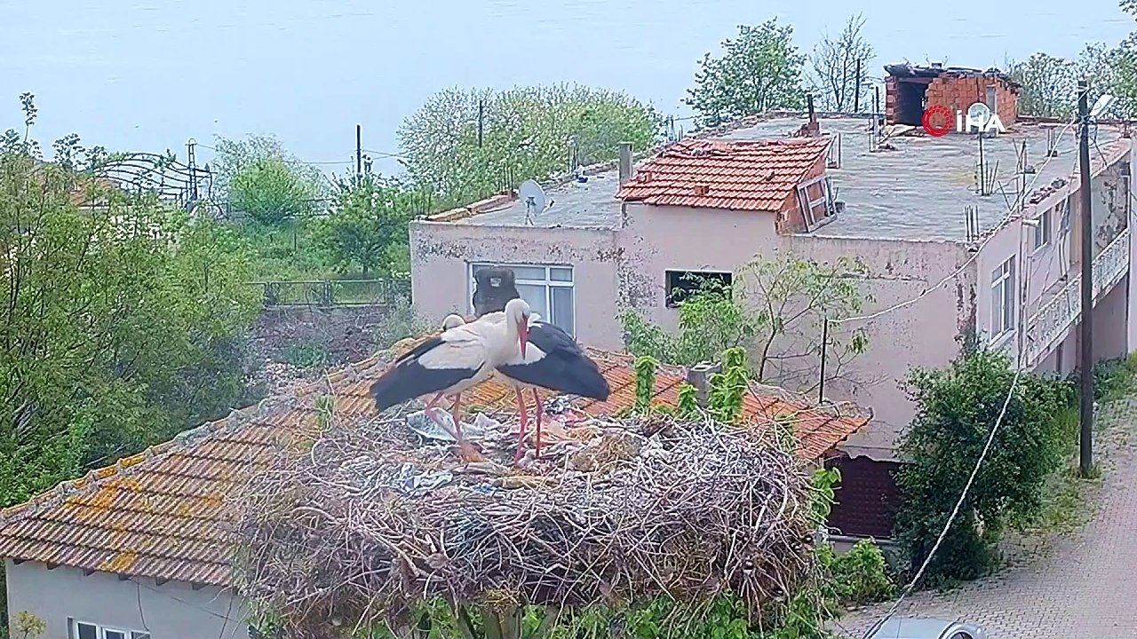 Herkes gitti, o kaldı... Bütün leylekler göç ederken, Adem amcadan ayrılamayan Yâren leylek köyde kaldı