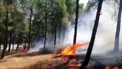 Mesire alanı alevlere teslim oldu