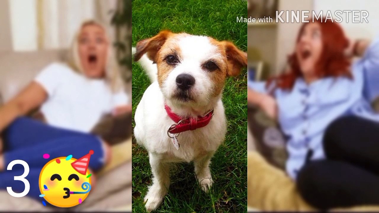 {Hindi}Dogs who got a new look after visiting groomer.Amazing dogs after being groomed.