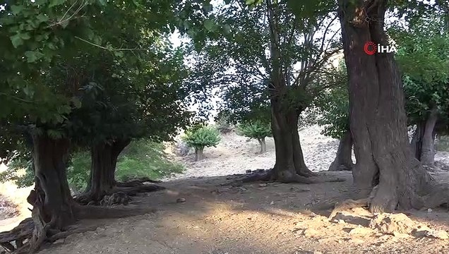 Tunceli’de asırlık 'Dut ağacı bahçesi' dikkat çekiyor