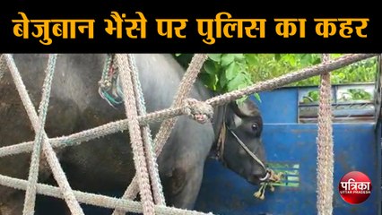 बेज़ुबान भैंसे पर पुलिस का कहर