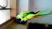 Indian Ringneck Parrot Having a Bath