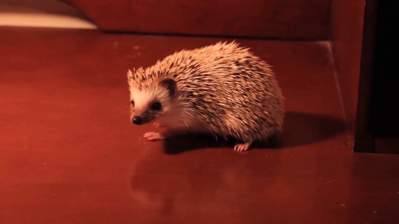 World's Cutest Hedgehog_  -)