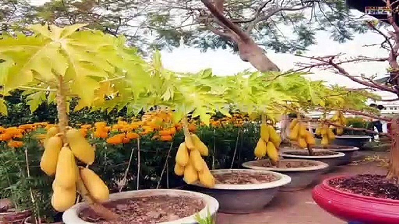 Wow! Strange Papaya Bonsai Trees in Pots Make You Millionaire!!!