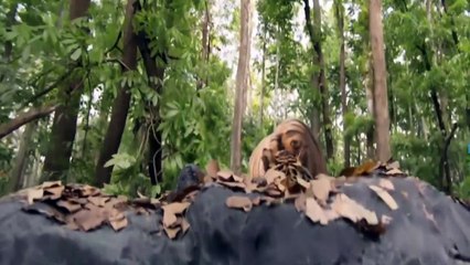 Mohanlal Ultimate Movie Action Scene - cắt đoạn phim hay nhất người rừng