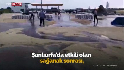 Aniden bastırdı yüzlerce kilo fıstık zarar gördü