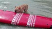French bulldog surfs waves in Thailand