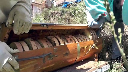 Doğuda 'Bal sağım dönemi' başladı