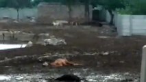 गौशाला है या गाय की मौतों का अड्डा, हो रहा सोशल मीडिया पर वीडियो वायरल