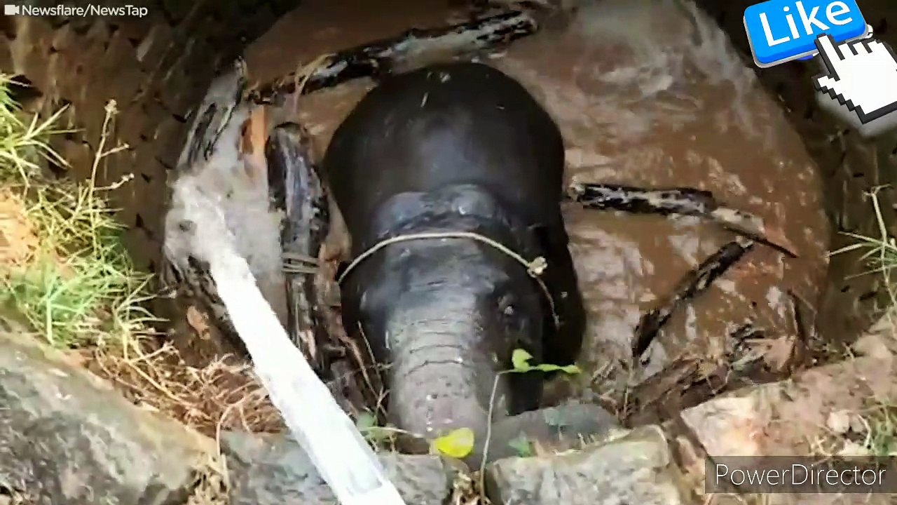 Hathi ko kuwe se kaise nikala