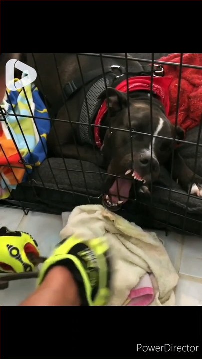 Dog apni hi pinjre mai phas gaya ,