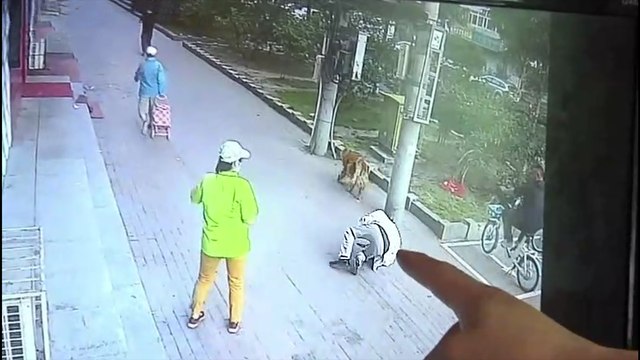 Un chat assomme un vieil homme en tombant d'un immeuble