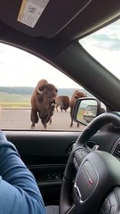 Bossy Bison Grunts at Park Visitors
