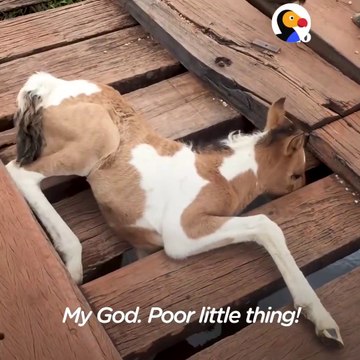 Il découvre un poulain coincé sur un pont et le sauve