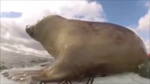 Quand un bébé phoque veut se mettre au surf