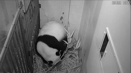Nace un panda en el zoo de Washington