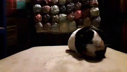 CAVIA PORCELLUS PARSLEY 20190926_110339