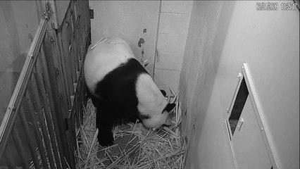 Nasce um panda no zoológico de Washington