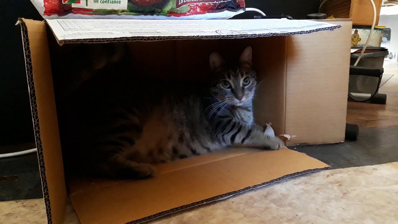 le chat Petitcoeur demarrage tornado 2020-08-20_133240