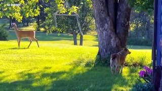 Deer spending time in the Park | Deer Sighting | Deer Spotted