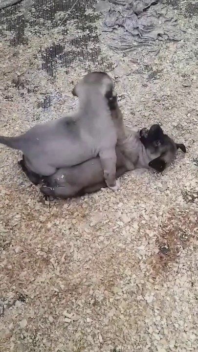 SiVAS KANGAL KOPEK YAVRULARI SABAH SPORU - ANATOLiAN KANGAL DOG PUPPiES MORNiNG EXERCiSE