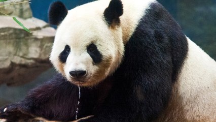 It's Clearly Black And White: Birth Of Tiny Giant Panda Is A Cause For Celebration