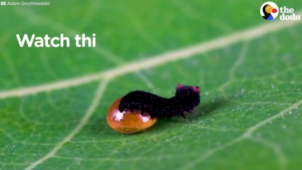 Watch This Caterpillar Turn Into A Puss Moth _ The Dodo